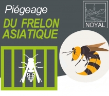 67914_69761_piegeage_frelons_asiatiques